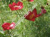 Paeonia tenuifolia L.
