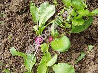 Raphanus sativus L. 'Viola' (Raphanus sativus var. radicula, Raphanus sativus convar. radicula)