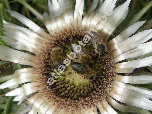 Carlina acaulis L.