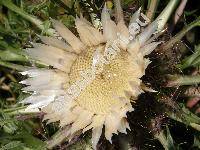 Carlina acaulis L.