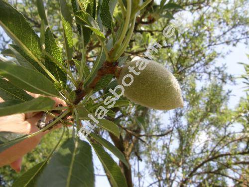 Prunus dulcis (Mill.) D. A. Webb (Amygdalus communis L., Prunus amygdalus)