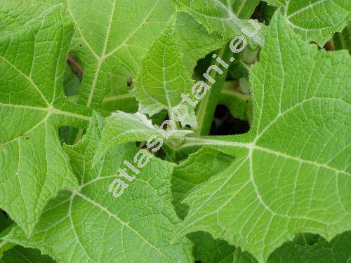 Polymnia sonchifolia (Polymnia edulis Wedd., Smallanthus sonchifolius)