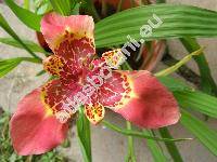 Tigridia speciosa (Ferraria pavonia Ait.)