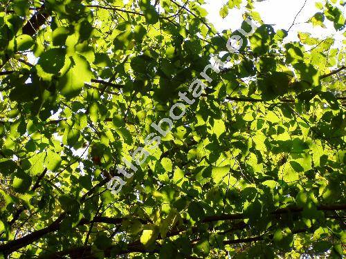 Ulmus minor Mill. (Ulmus carpinifolia Gled., Ulmus campestris L.)