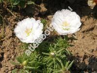 Portulaca grandiflora Hook.