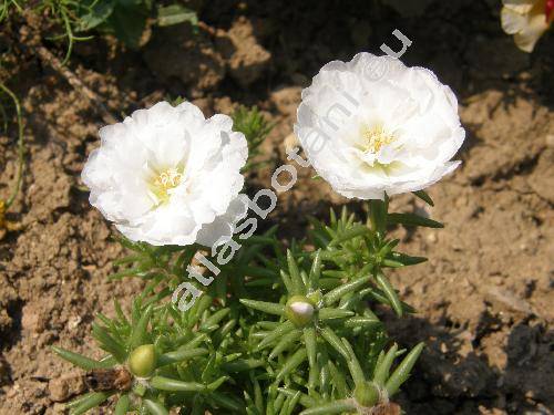 Portulaca grandiflora Hook.