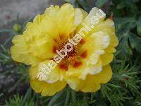 Portulaca grandiflora Hook.