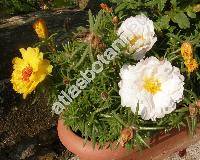 Portulaca grandiflora Hook.