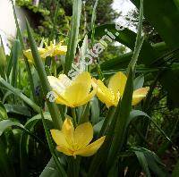 Tulipa batalinii (Tulipa linifolia)