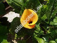 Zantedeschia 'Aztec Gold'