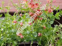 Diascia x hybrida