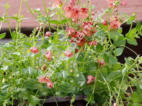 Diascia x hybrida