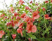 Diascia x hybrida