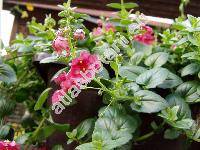 Diascia x hybrida