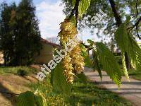 Carpinus betulus L.