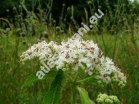 Sambucus ebulus L. (Sambucus humilis Mill., Ebulum humile (Mill.) Garcke)