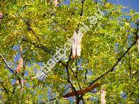 Gleditsia triacanthos L. (Gleditschia)