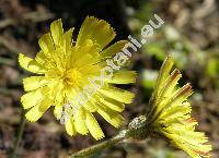 Hieracium pilosella L. (Pilosella officinarum F. W. Schultz et Schultz-Bip.)