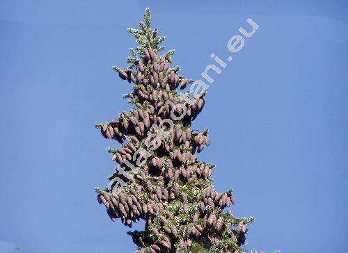 Picea omorika (Picea omorica (Pančič) Purkyně, Picea omorika (Pančič) Purkyně)