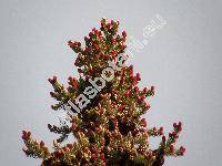 Picea omorika (Picea omorica (Pančič) Purkyně, Picea omorika (Pančič) Purkyně)