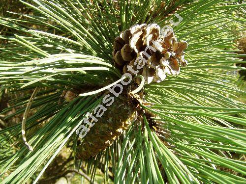 Pinus nigra Arnold