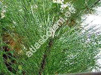 Pinus ponderosa P. Lawson et C. Lawson