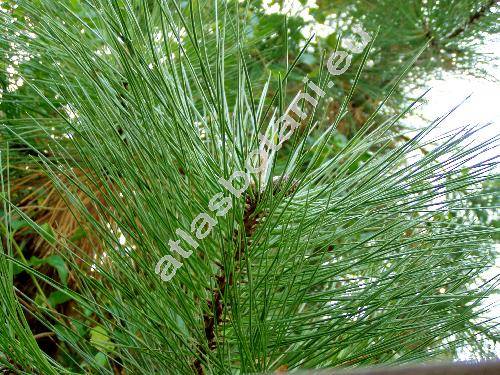 Pinus ponderosa P. Lawson et C. Lawson