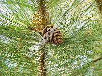 Pinus ponderosa P. Lawson et C. Lawson