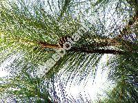 Pinus ponderosa P. Lawson et C. Lawson