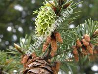 Pseudotsuga menziesii (Mirbel) Franco (Pseudotsuga taxifolia (Lamb.) Britton)