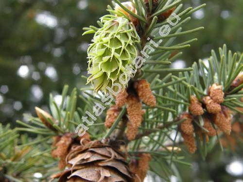 Pseudotsuga menziesii (Mirbel) Franco (Pseudotsuga taxifolia (Lamb.) Britton)