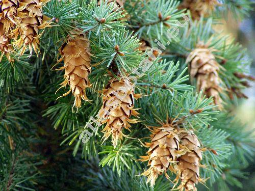 Pseudotsuga glauca Mayr. (Pseudotsuga menziesii var. glauca (Mayr) Franco)