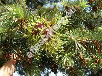 Pseudotsuga glauca Mayr. (Pseudotsuga menziesii var. glauca (Mayr) Franco)