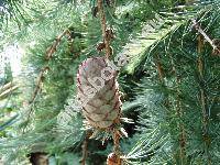 Larix kaempferi (Lamb.) Carr. (Larix leptolepis (Sieb. et Zucc.) Gord., Pinus kaempferi Lamb., Abies kaempferi (Lamb.) Lindl., Abies leptolepis Bieb. et Zucc.)