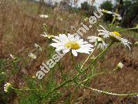 Tripleurospermum inodorum (L.) Schultz-Bip (Matricaria maritima subsp. inodora (L.) So, Matricaria perforata Mrat, Tripleurospermum maritimum (L.) Koch, Chrysanthemum inodorum (L.) L., Chamomilla inodora (L.))