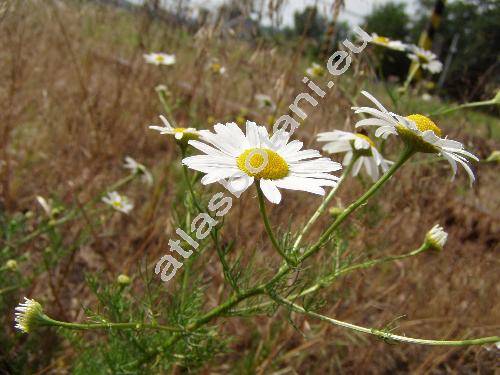 Tripleurospermum inodorum (L.) Schultz-Bip (Matricaria maritima subsp. inodora (L.) So, Matricaria perforata Mrat, Tripleurospermum maritimum (L.) Koch, Chrysanthemum inodorum (L.) L., Chamomilla inodora (L.))