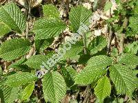 Ulmus glabra Hudson (Ulmus scabra Mill., Ulmus montana auct.)