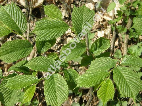 Ulmus glabra Hudson (Ulmus scabra Mill., Ulmus montana auct.)