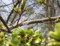 Ulmus glabra Hudson (Ulmus scabra Mill., Ulmus montana auct.)