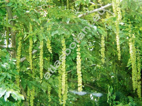 Pterocarya pterocarpa (Michx.) Kunth (Pterocarya fraxinifolia (Lam.) Spach)