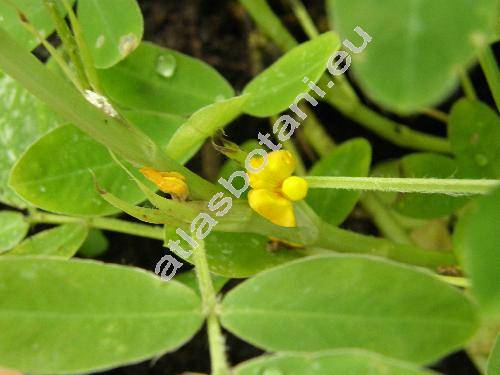 Arachis hypogaea L.