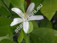 Fortunella margarita (Lour.) Swingle (Citrus japonica)