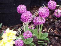 Primula denticulata Smith