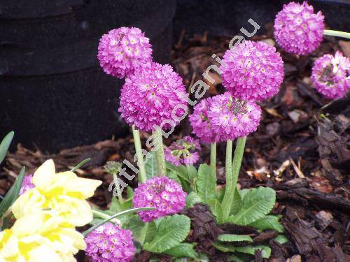 Primula denticulata Smith