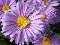 Aster tongolensis Franch. (Aster subcaeruleus Moore, Diplactis tongolensis (Franchet) Semple)