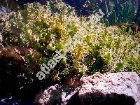 Euphorbia grandicornis (Tithymalus)