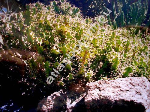 Euphorbia grandicornis (Tithymalus)