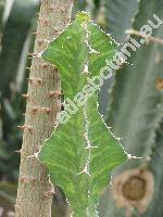 Euphorbia grandicornis (Tithymalus)