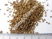 Apium graveolens L. (Seseli graveolens Scop., Sium graveolens Vest., Celeri graveolens (L.) Britt., Apium dulce Mill.)