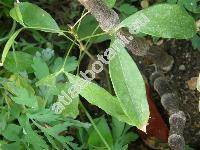 Litchi chinensis Sonn. (Nephelium litchi Camb., Euphorbia litchi Desf.)